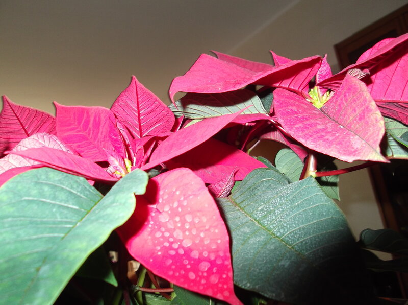 Poinsettia Plant with Red Bracts