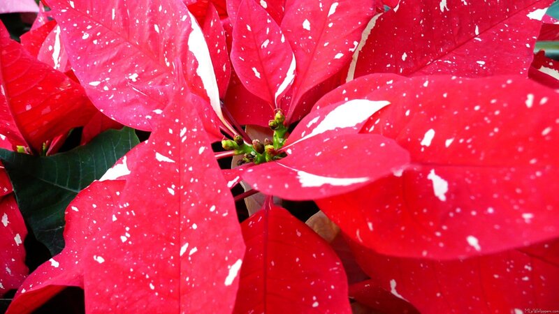 Poinsettia Plant with Red Leaves