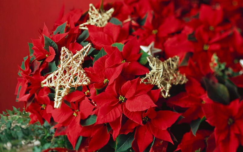 Poinsettia Plant with Stars