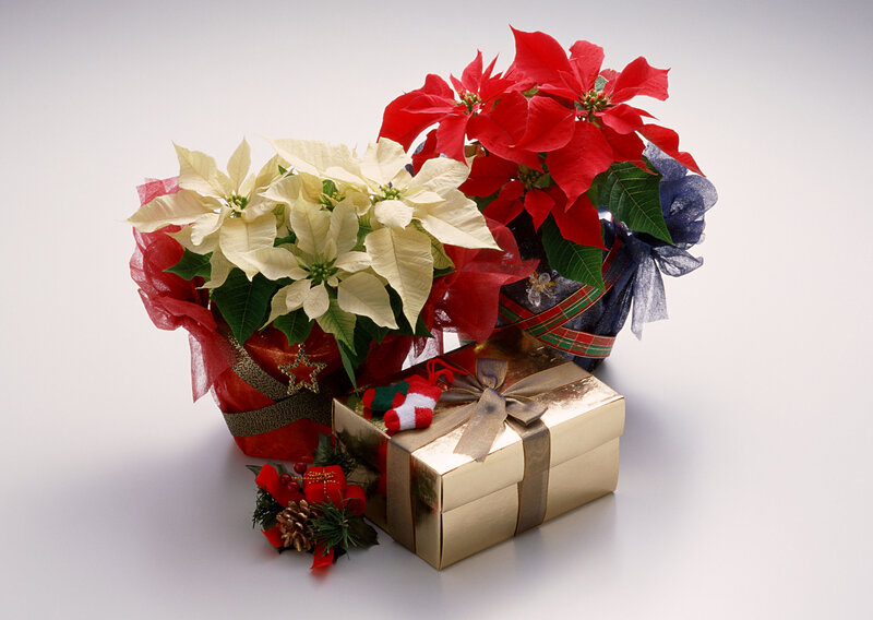 Poinsettia Plants and Gift Box