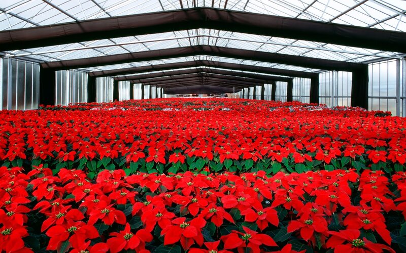 Poinsettia Plants in Greenhouse
