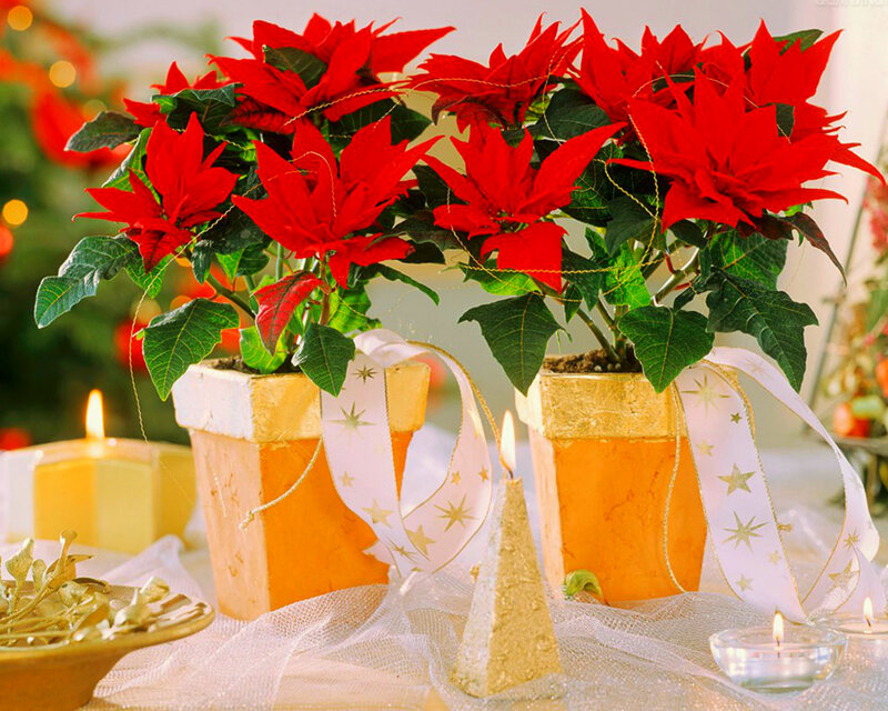 Poinsettia Plants in Pots