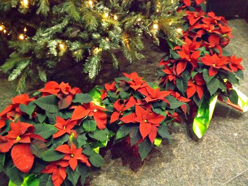 Poinsettia Plants Near Tree