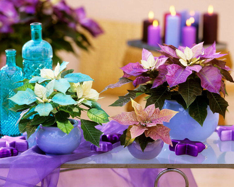 Poinsettia Plants on Table