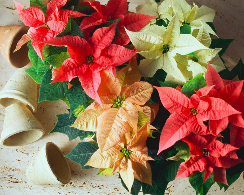 Poinsettia Plants — Red, Festive, Photograph