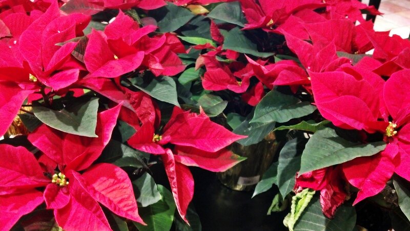 Poinsettia Plants — Red, Festive