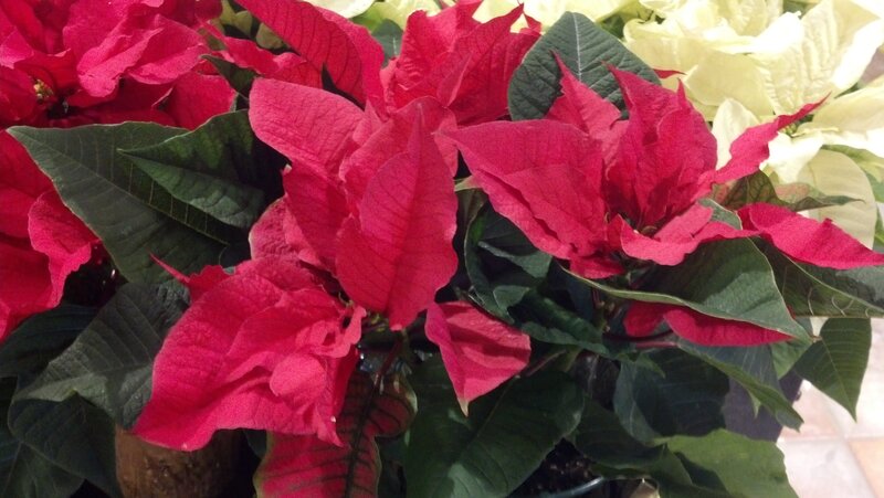 Poinsettia Plants — Red