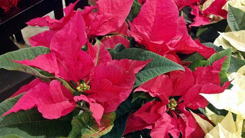 Poinsettia Plants