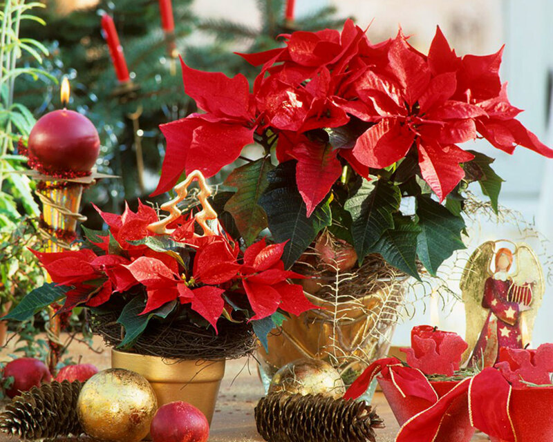 Poinsettia Plants with Ornaments