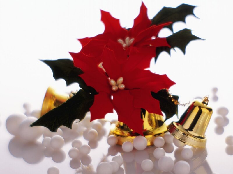 Poinsettia with Bells