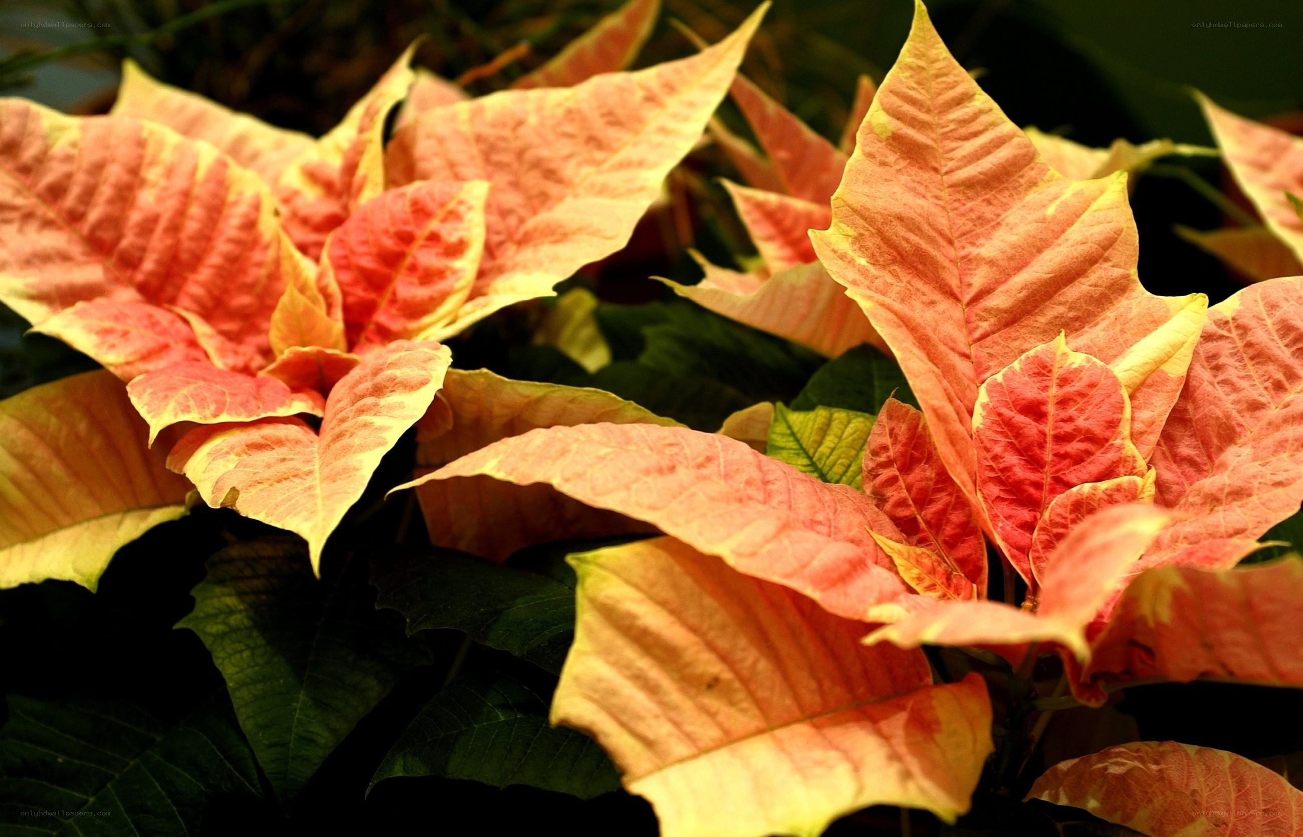 poinsettia with colorful bracts