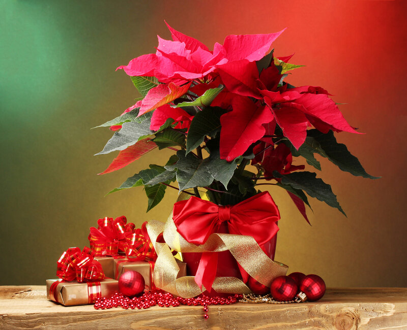 Poinsettia with Gifts