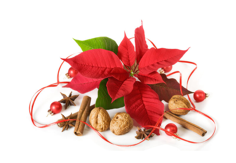 Poinsettia with Holiday Items