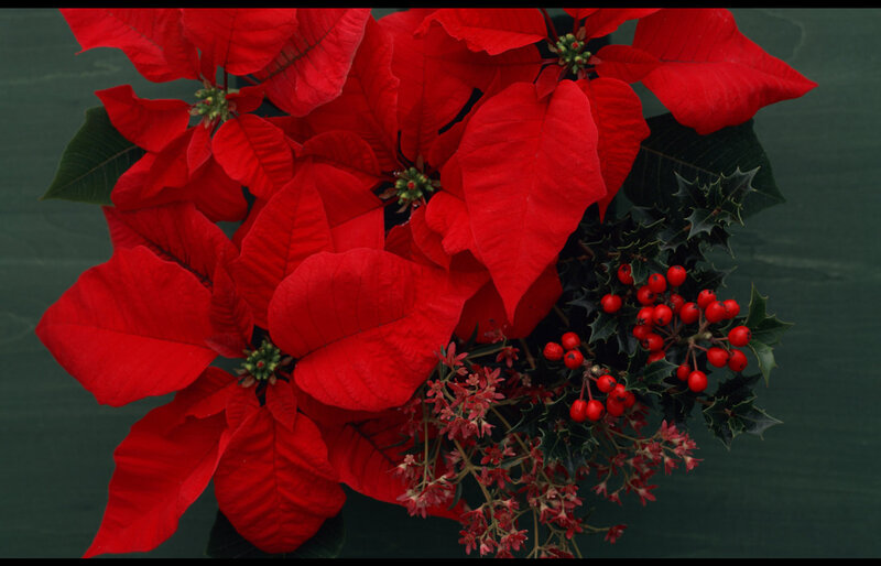 Poinsettia with Holly