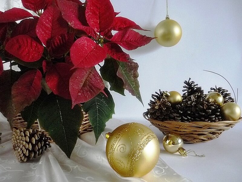 Poinsettia with Ornaments — Red