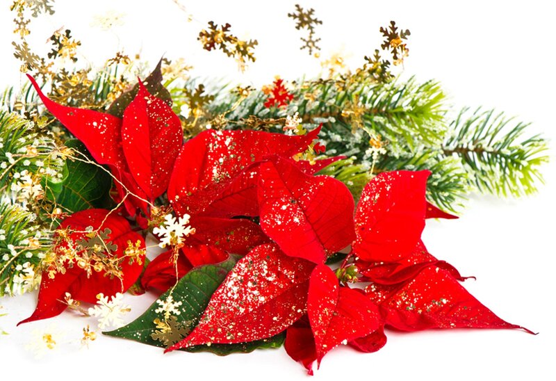 Poinsettia with Pine Branches