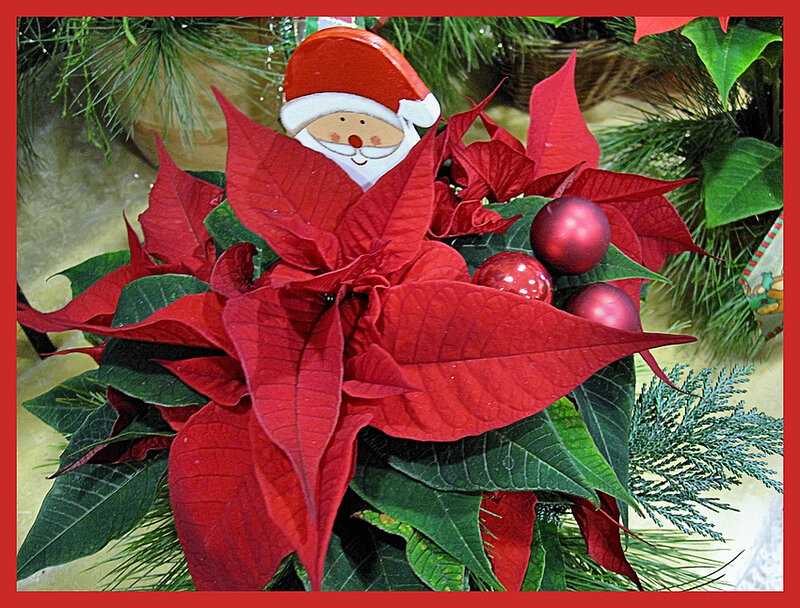 Poinsettia with Santa Decoration