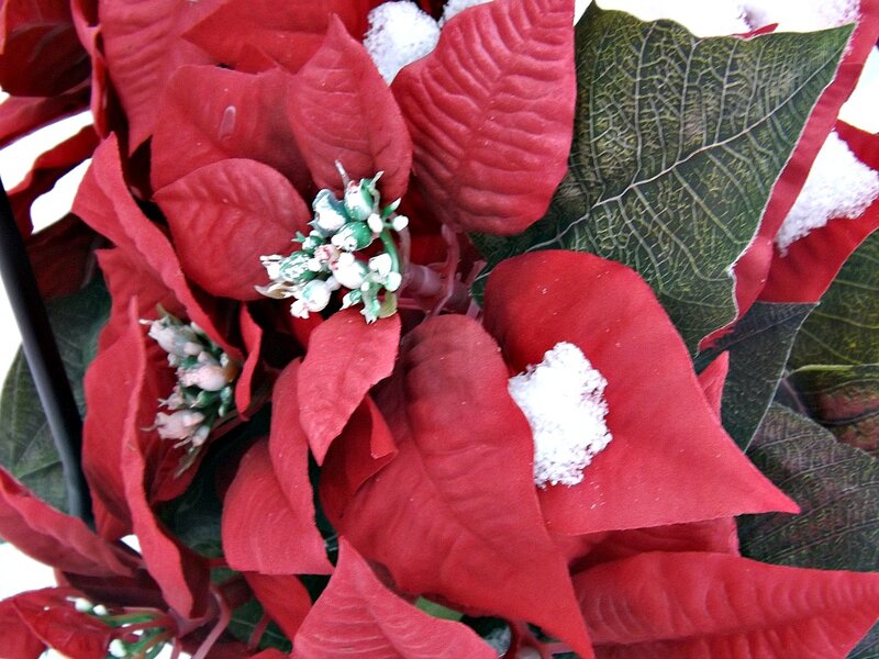 Poinsettia with Snow
