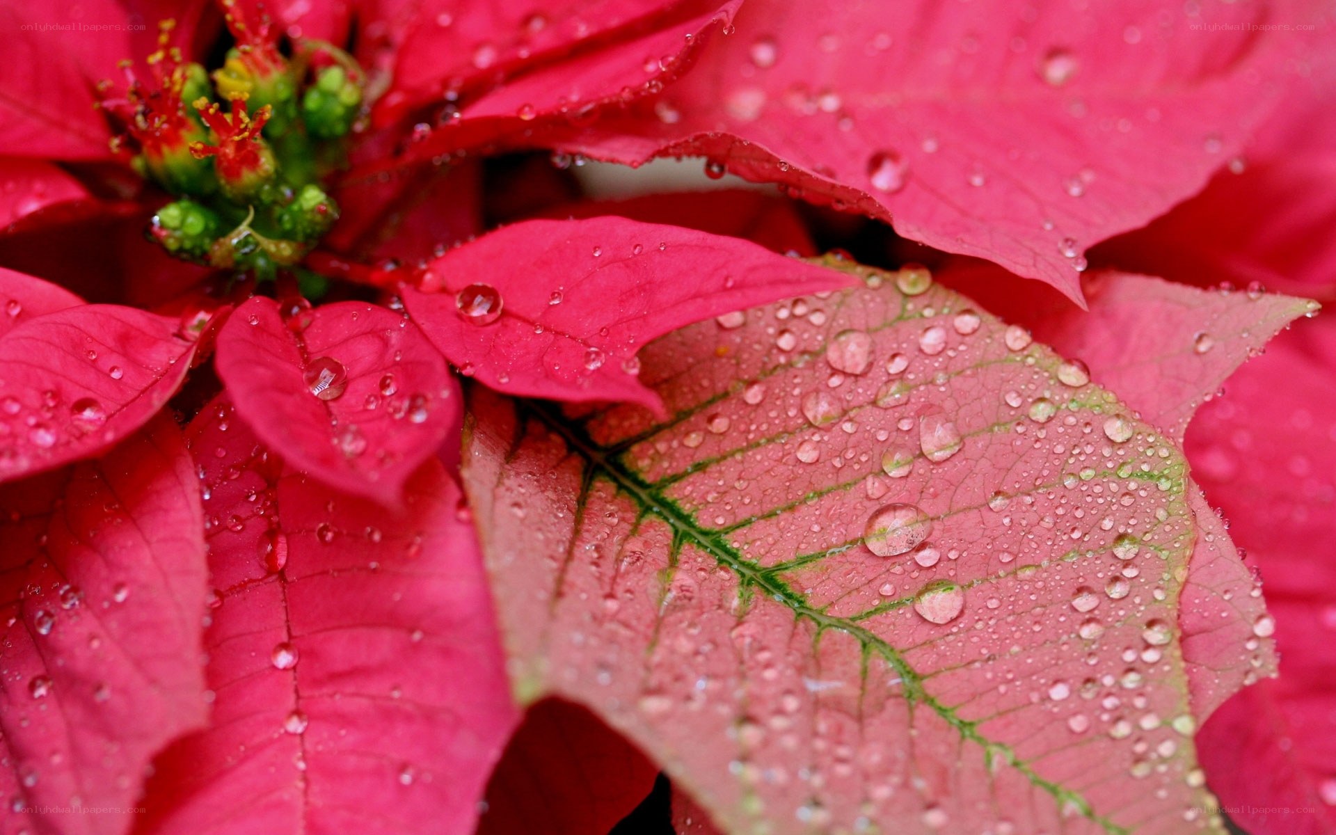 Poinsettia with water droplets