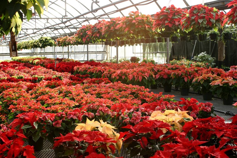 Poinsettias in a greenhouse