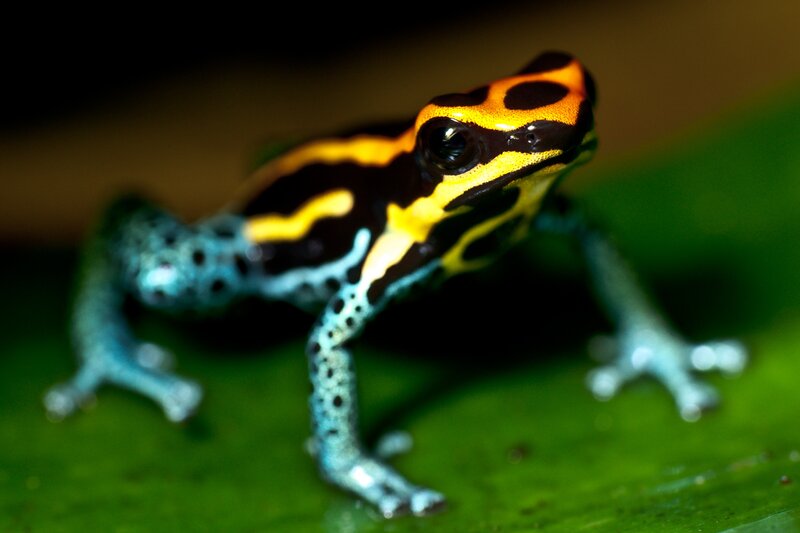 Poison Dart Frog — Green, Dramatic, Photograph