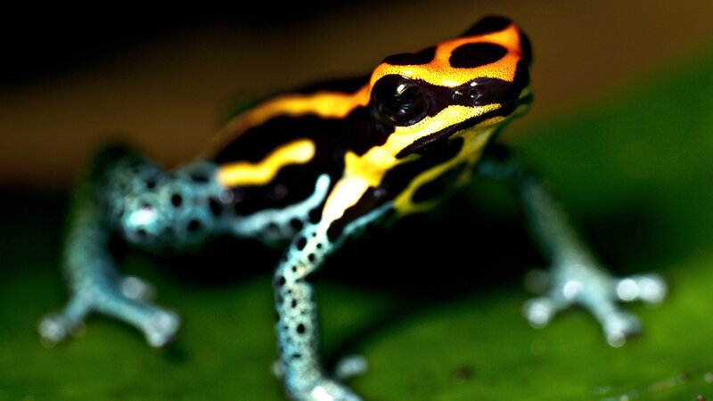 Poison Dart Frog — Green