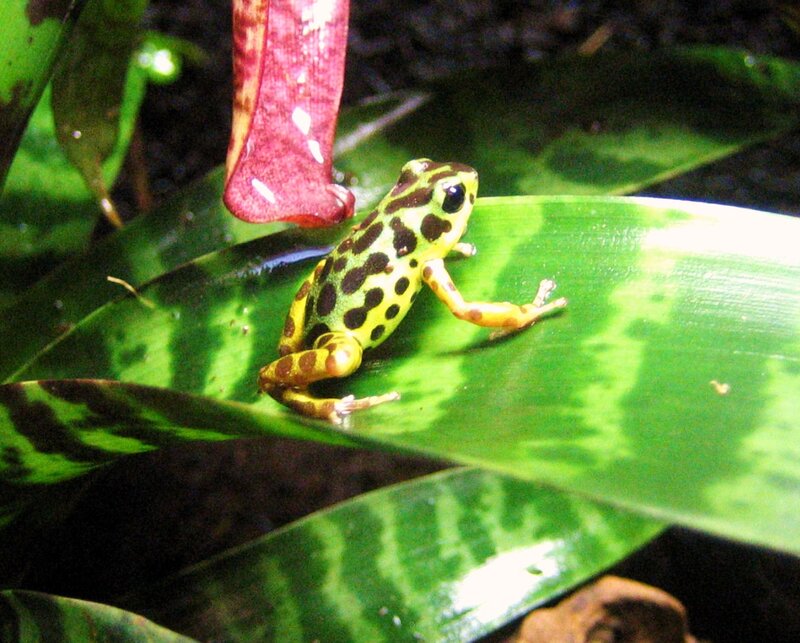 poison dart frog on leaf