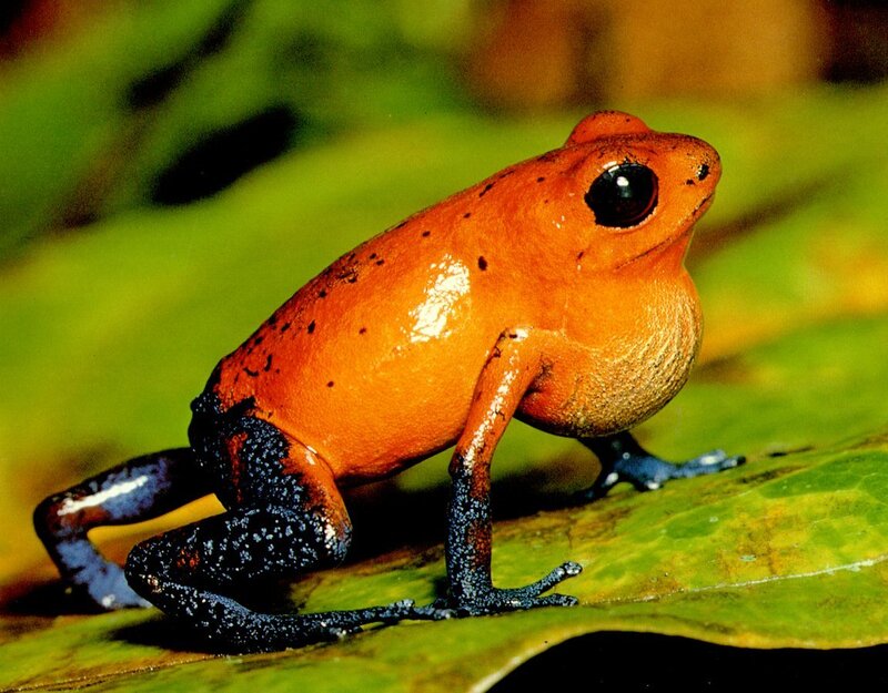 Poison dart frog on leaf