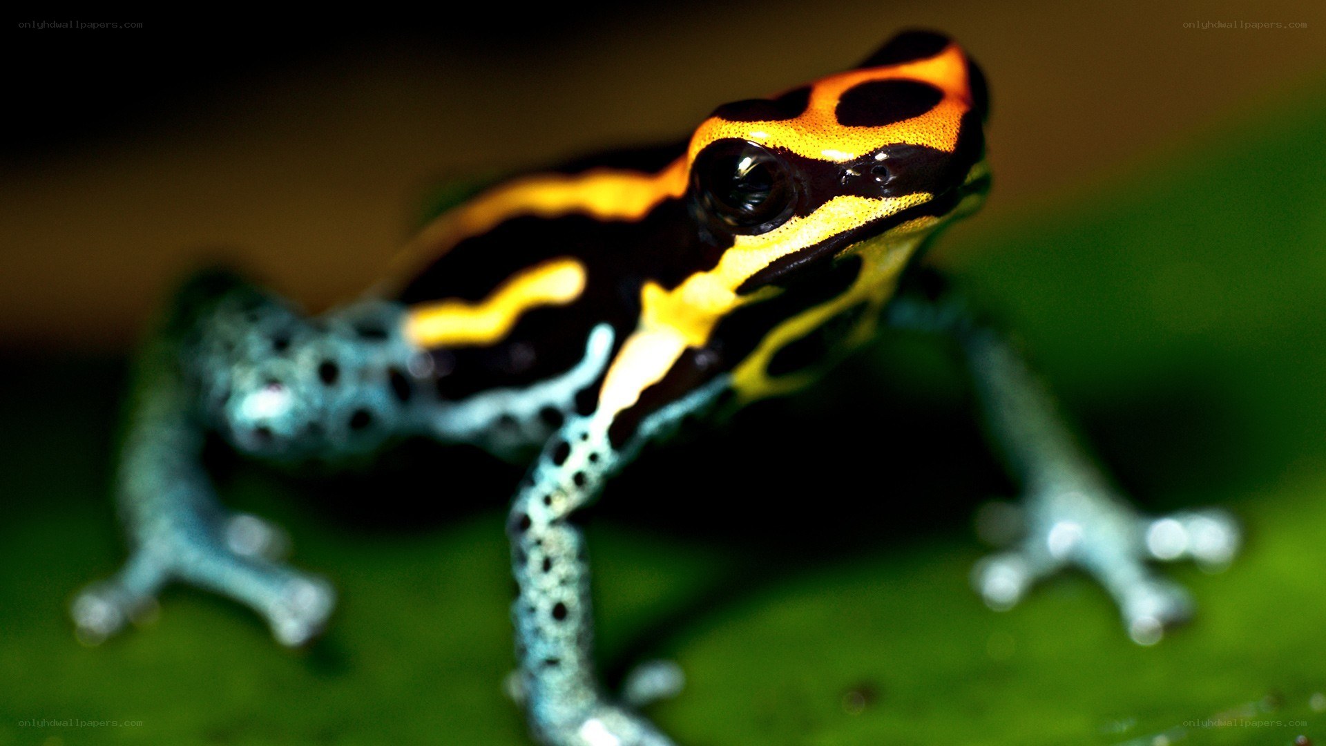 Poison dart frog on leaf