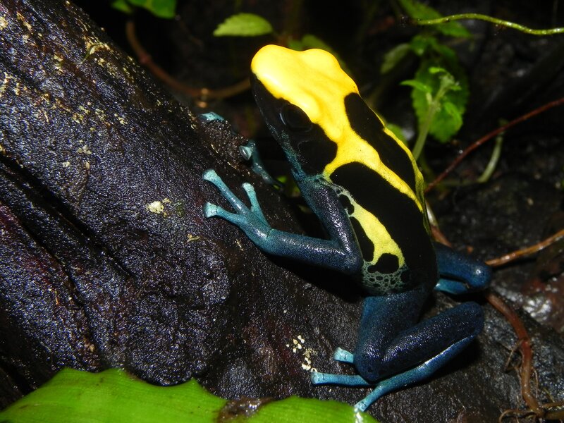 Poison dart frog on log