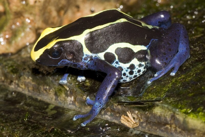 Poison dart frog on rock