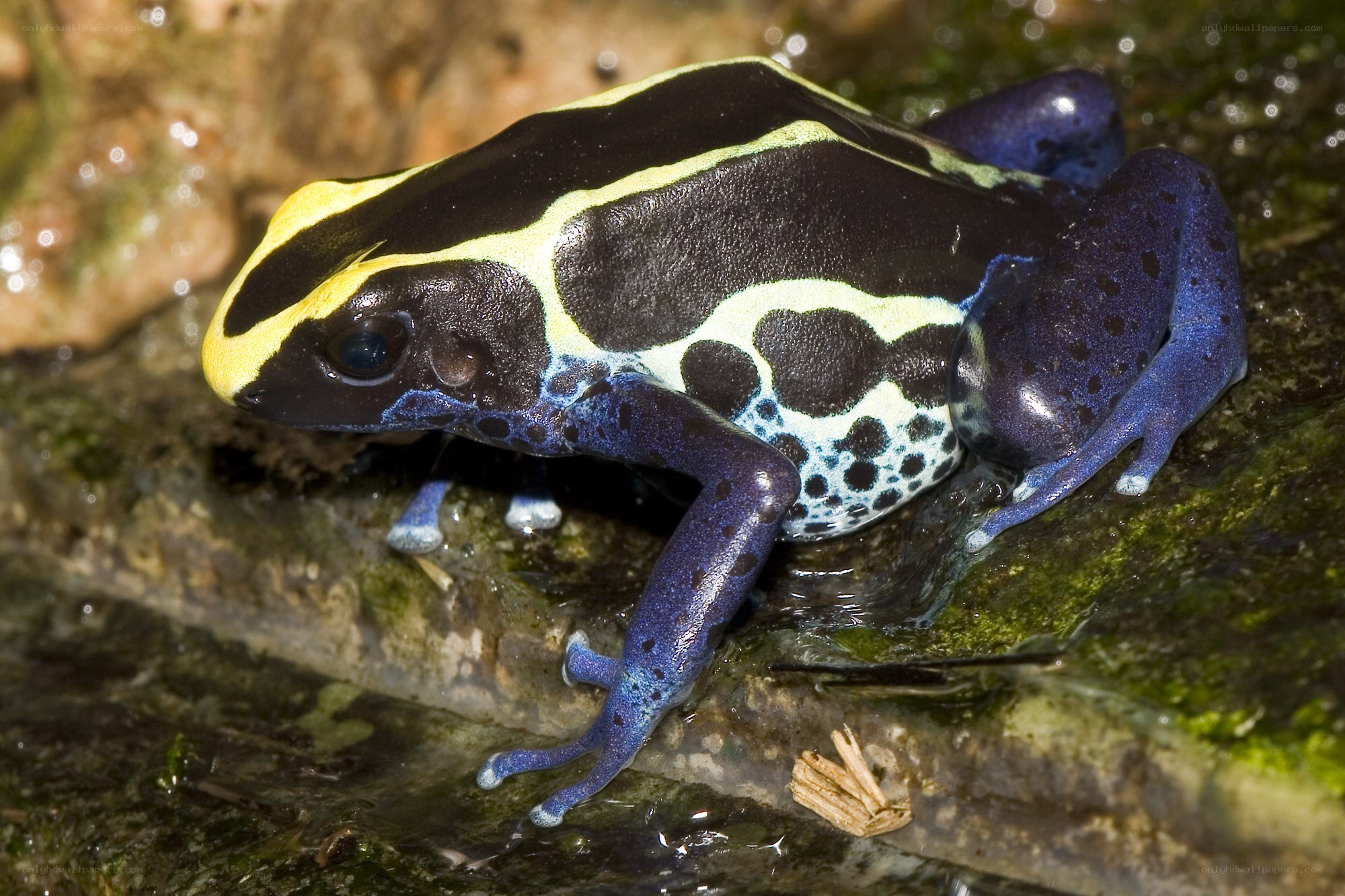 Poison dart frog on rock