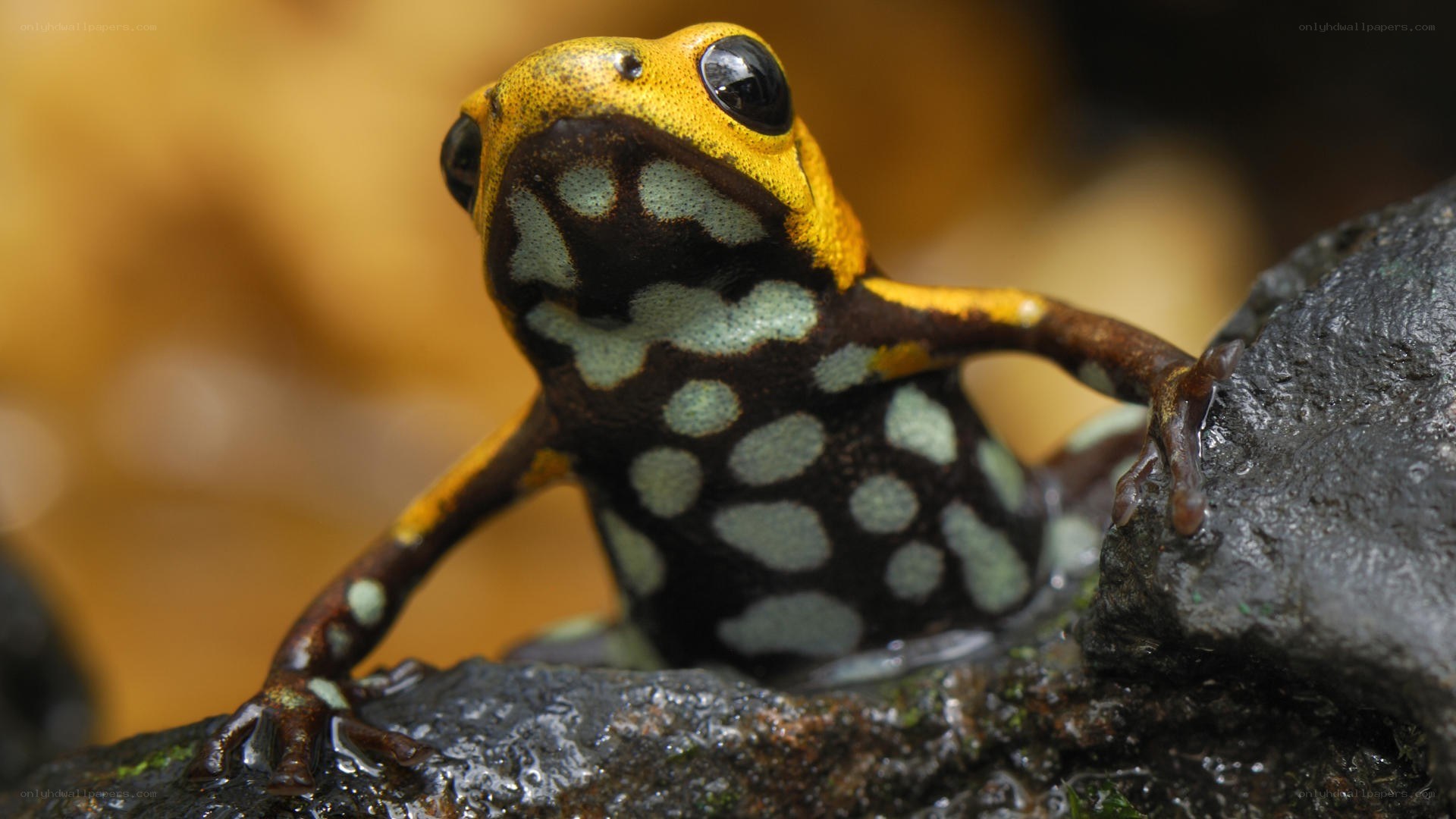 Poison dart frog on rock