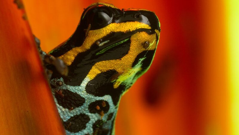 Poison Dart Frog — Orange