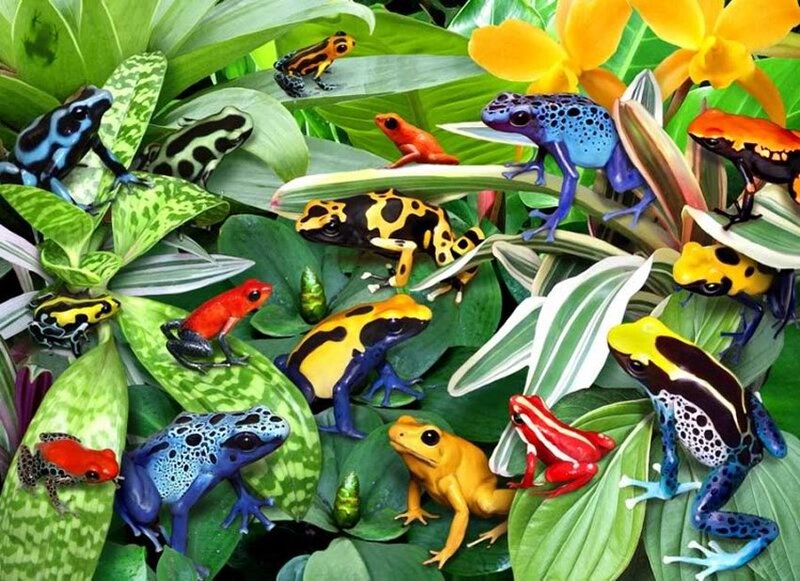 Poison Dart Frogs — Green