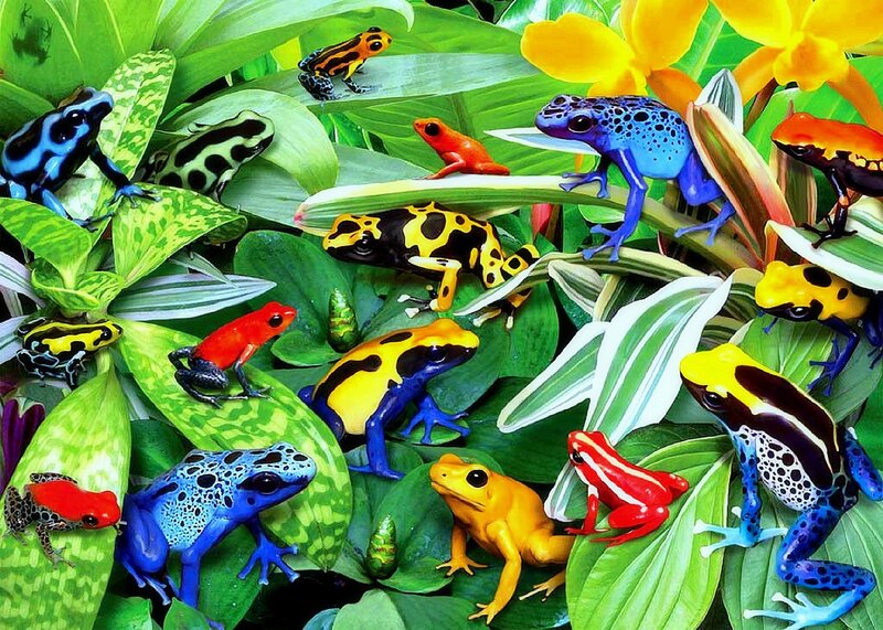 Poison Dart Frogs — Green, Vibrant