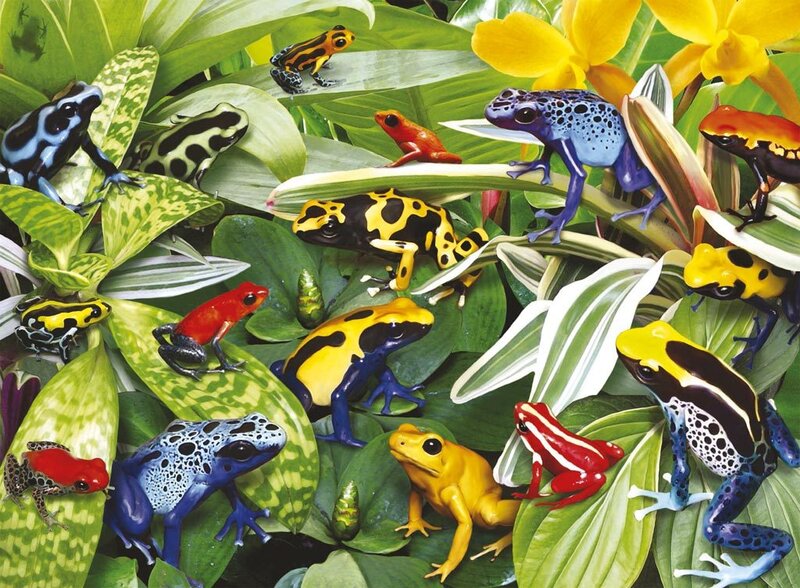 Poison Dart Frogs