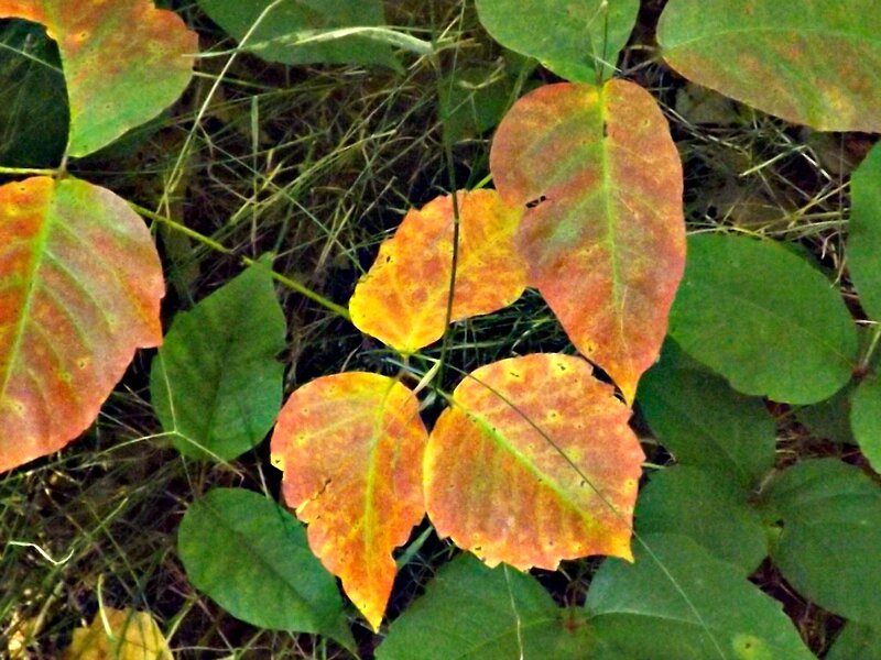 Poison Ivy Leaves