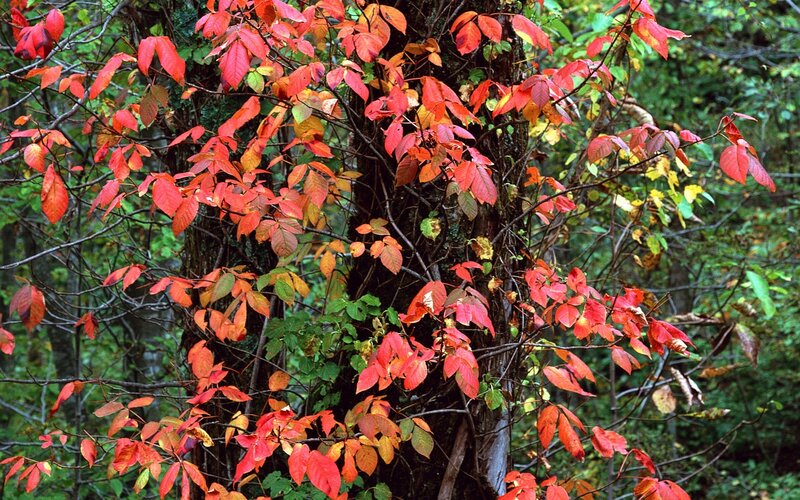 Poison Ivy Plant
