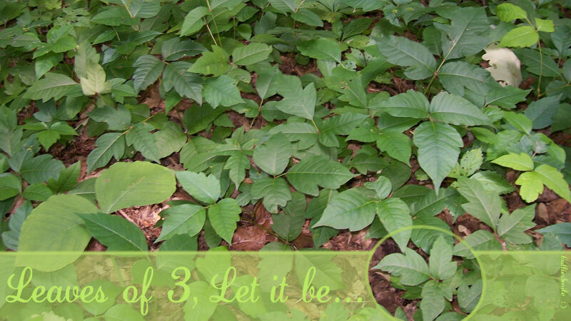 Poison Ivy Plants