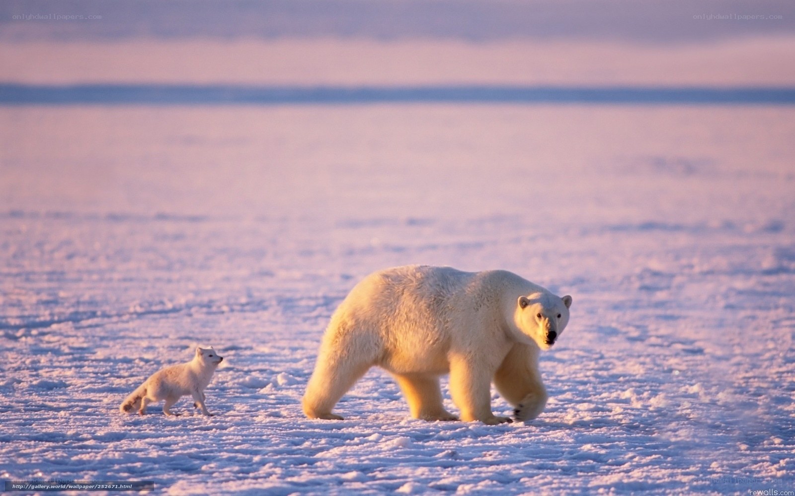 Polar bear and arctic fox on ice