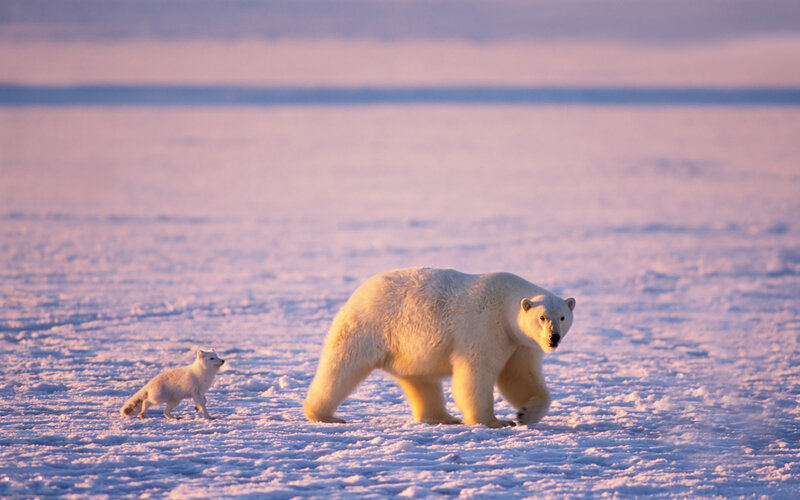 Polar Bear and Arctic Fox