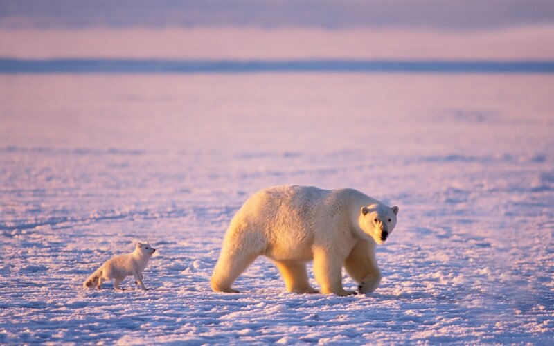 Polar Bear and Arctic Fox — White, Serene, Sunset, Photograph, Snow, Sky, Ice