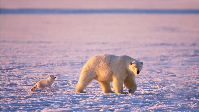Polar Bear and Arctic Fox — White, Serene, Sunset