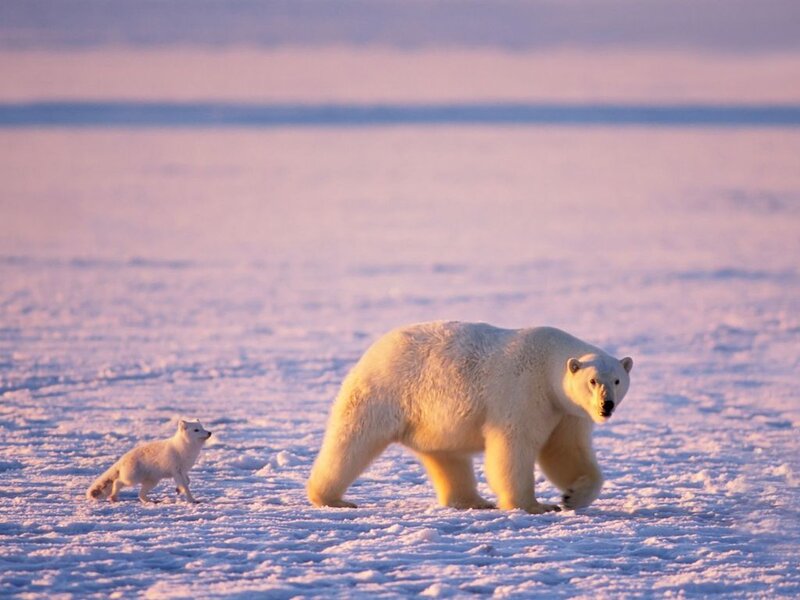 Polar Bear and Arctic Fox — White, Serene