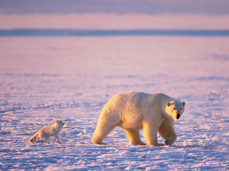 Polar Bear and Arctic Fox — White