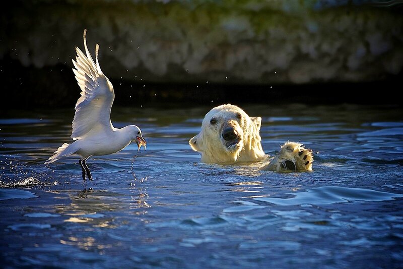 Polar Bear and Bird