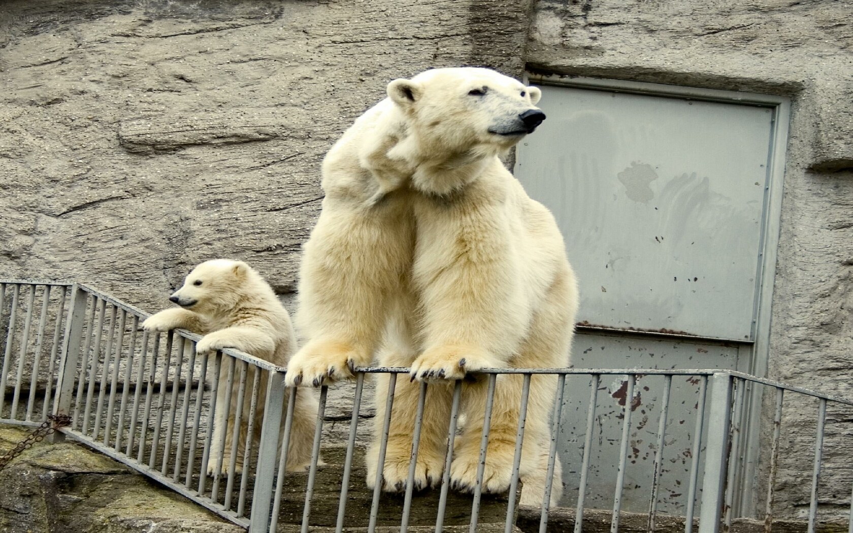 Polar bear and cub at zoo