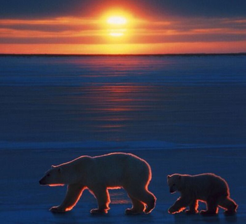 Polar Bear and Cub — Blue, Serene, Sunset