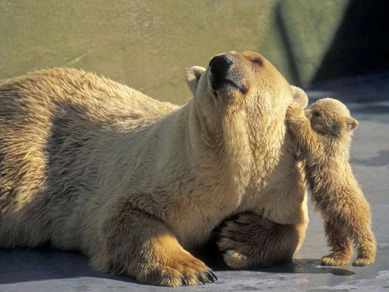Polar Bear and Cub — Brown